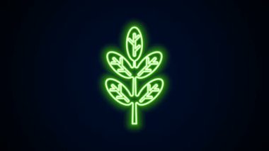 Parlayan neon çizgisi Yaprak simgesi siyah arkaplanda izole edildi. İşaret bırakıyor. Taze doğal ürün sembolü. 4K Video hareketli grafik canlandırması