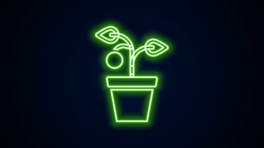 Parlayan neon hattı. Esrar ikonundaki bitki siyah arkaplanda izole edilmiş. Tencerede yetişen bir bitki. Saksı bitkisi işareti. 4K Video hareketli grafik canlandırması
