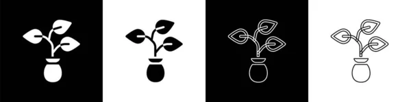 Set Icono Planta Aislado Sobre Fondo Blanco Negro Semillas Plántulas — Archivo Imágenes Vectoriales
