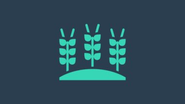 Turkuaz gevrekler, pirinç, buğday, mısır, yulaf, çavdar, mavi arka planda izole edilmiş arpa ikonu. Buğday ekmeği sembolleri. 4K Video hareketli grafik canlandırması