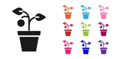 Esrar ikonundaki siyah bitki beyaz arkaplanda izole edilmiş. Tencerede yetişen bir bitki. Saksı bitkisi işareti. Simgeleri renklendirin. Vektör.