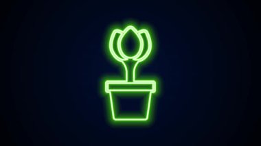 Siyah arkaplanda izole edilmiş tencere ikonunda parlayan neon çizgisi çiçek lalesi. Tencerede yetişen bir bitki. Saksı bitkisi işareti. 4K Video hareketli grafik canlandırması