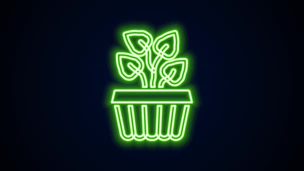Ligne lumineuse néon Lierre de plante d'intérieur dans une icône de pot isolé sur fond noir. Branche avec feuilles. Animation graphique de mouvement vidéo 4K — Video