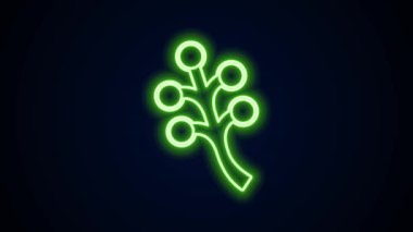 Siyah arkaplanda çiçek ikonu olan parlak neon hattı çiçek ağacı dalı. 4K Video hareketli grafik canlandırması