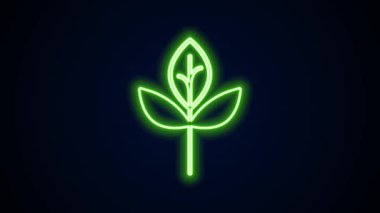Parlayan neon çizgisi Yaprak simgesi siyah arkaplanda izole edildi. İşaret bırakıyor. Taze doğal ürün sembolü. 4K Video hareketli grafik canlandırması