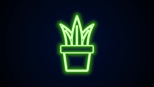 Glowing neon line Plant in pot icon isolated on black background. Plant growing in a pot. Potted plant sign. 4K Video motion graphic animation — Stock Video