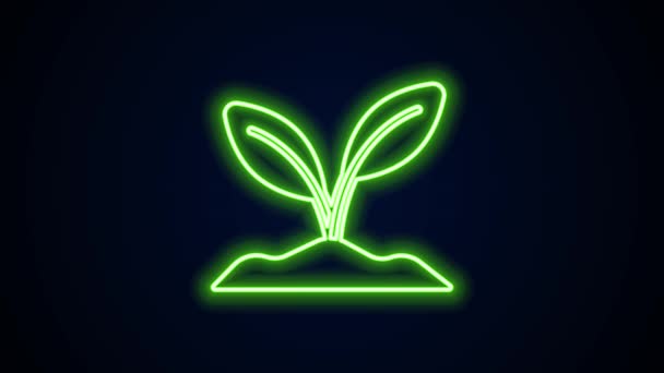Ligne lumineuse néon Icône de germe isolé sur fond noir. Semence et semis. Panneau des feuilles. Feuille nature. Animation graphique de mouvement vidéo 4K — Video