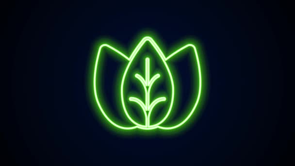 Glödande neon linje Leaf ikon isolerad på svart bakgrund. Lämnar tecken. Färsk naturprodukt symbol. 4K Video motion grafisk animation — Stockvideo