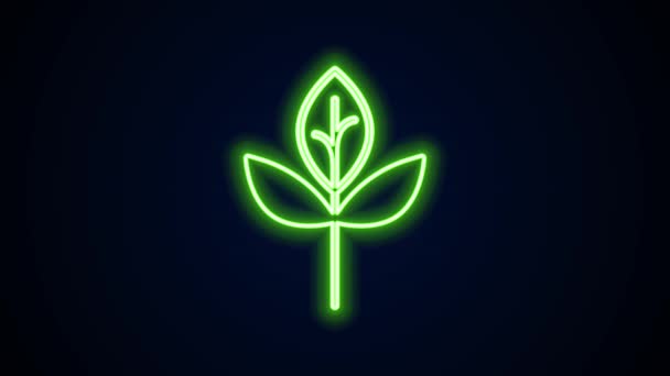 Gloeiende neon lijn Bladpictogram geïsoleerd op zwarte achtergrond. Bladeren teken. Vers natuurlijk product symbool. 4K Video motion grafische animatie — Stockvideo