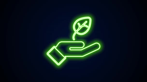 Linea neon incandescente Pianta in mano icona di protezione ambientale isolata su fondo nero. Semina e piantina. Piantare alberelli. Il concetto di ecologia. Animazione grafica 4K Video motion — Video Stock