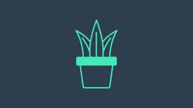 Tencere ikonunda turkuaz bitki mavi arka planda izole edildi. Tencerede yetişen bir bitki. Saksı bitkisi işareti. 4K Video hareketli grafik canlandırması