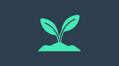 Turkuaz filiz simgesi mavi arkaplanda izole edildi. Tohum ve tohum. İşaret bırakıyor. Yaprak doğası. 4K Video hareketli grafik canlandırması