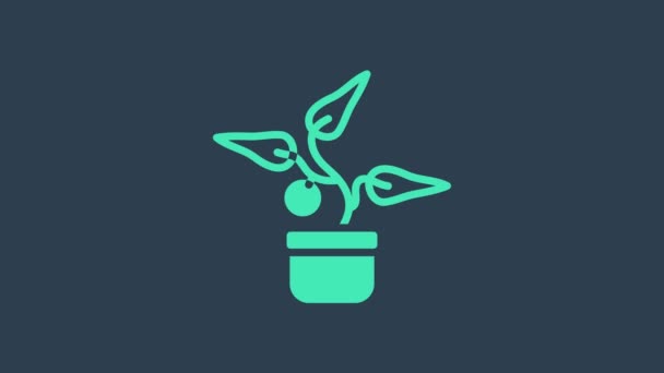 Turquoise Plante en pot icône isolée sur fond bleu. Plante poussant en pot. Panneau végétal en pot. Animation graphique de mouvement vidéo 4K — Video