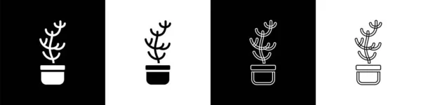 Set Pianta tropicale esotica in vaso icona isolata su sfondo bianco e nero. Vettore — Vettoriale Stock