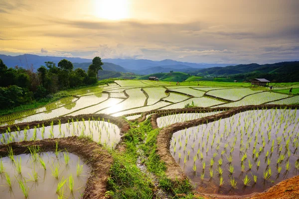 Grönskande risfält under regnperioden. Chiang Mai. Thailand. — Stockfoto