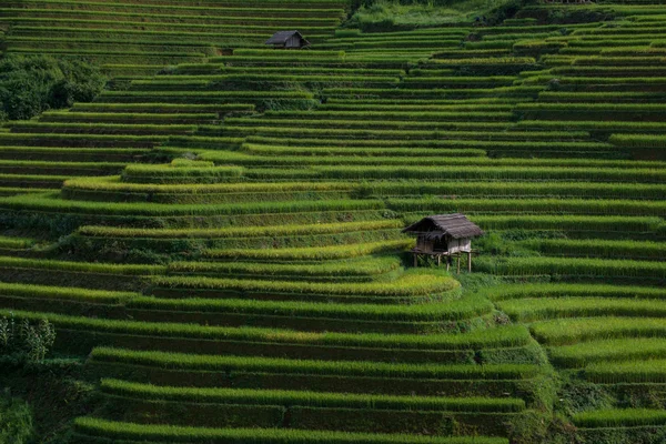 Rijstvelden op terrassen op mu cang chai, yen bai, vietnam. — Stockfoto