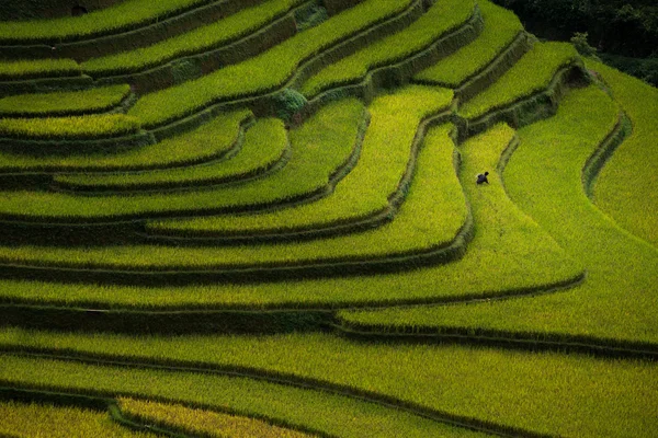 Risfälten på radhus på mu cang chai, yen bai, vietnam. — Stockfoto