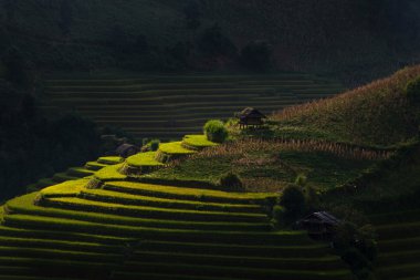 üzerinde pirinç tarlaları teraslı mu cang chai, yen bai, vietnam.