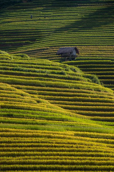 Risfälten på radhus på mu cang chai, yen bai, vietnam. — Stockfoto