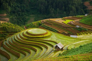 Rice fields on terraced in rainny season at Mu Cang Chai, Yen Bai, Vietnam.