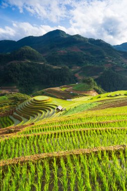 Rice fields on terraced in rainny season at Mu Cang Chai, Yen Bai, Vietnam.