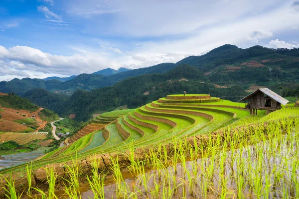 Rice fields on terraced in rainny season at Mu Cang Chai, Yen Bai, Vietnam. — Stockfoto