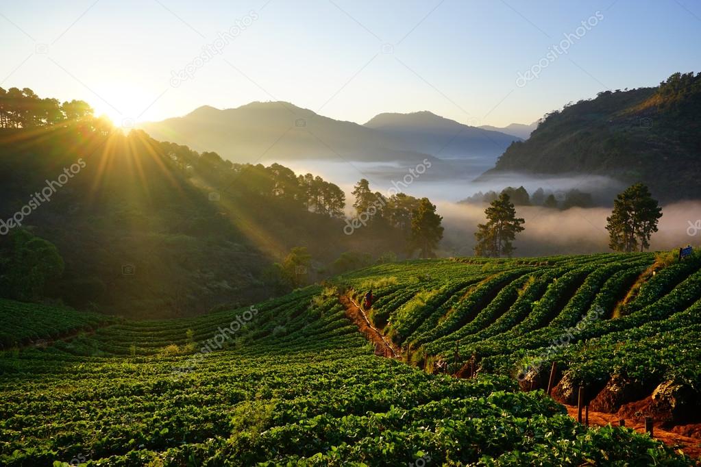 morning at beautiful strawberries farm at Chiangmai Thailand