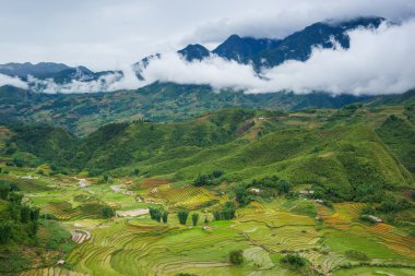 Alanları içinde teraslı rainny sezon Sapa, Lao Cai, Vietnam pirinç.