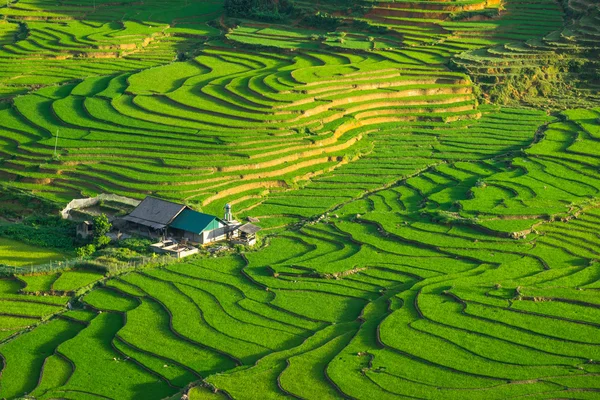 Risfält på terrasserade i rainny säsong på Sapa, Lao Cai, Vietnam. — Stockfoto