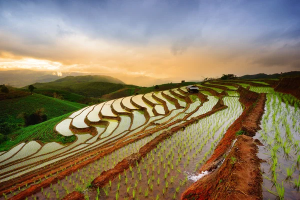 Terrasserade risfält i regnperioden. Mae Cham-distriktet. Chiangmai provinsen, Thailand. — Stockfoto