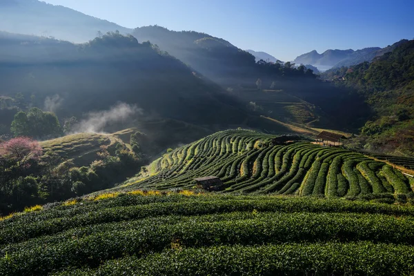 Morning at Tea Plantation field. Doi angkhang. — Stockfoto