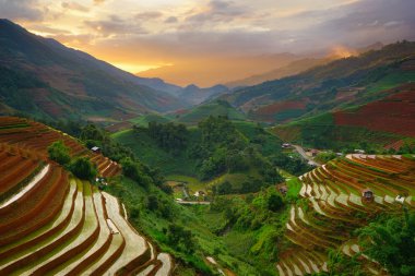 Yağmur mevsiminde Mu Cang Chai, Yen Bai, Vietnam 'da pirinç tarlaları terasta..