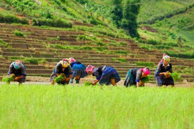 The unidentified farmers do agriculture job on their fields on June 10, 2015 in Mu Cang Chai, Yen Bai, Vietnam.