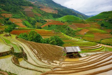 Yağmur mevsiminde Mu Cang Chai, Yen Bai, Vietnam 'da pirinç tarlaları terasta..
