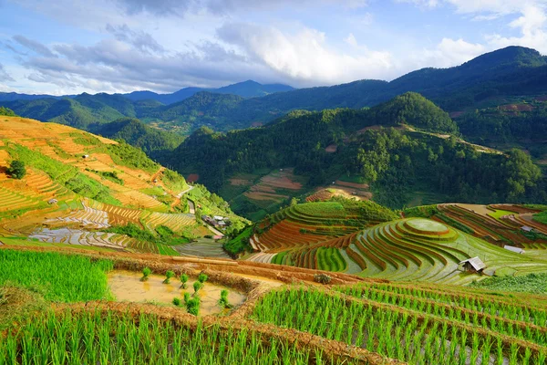 Campos de arroz no terraço na estação chuvosa em Mu Cang Chai, Yen Bai, Vietnã . — Fotografia de Stock