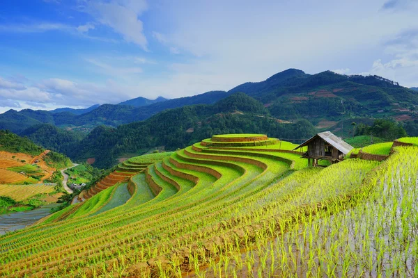 Rice fields on terrace in rainy season at Mu Cang Chai, Yen Bai, Vietnam. — Stockfoto