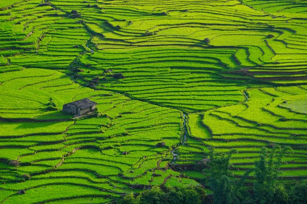 Risfält på terrasserade i rainny säsong på Sapa, Lao Cai, Vietnam. — Stockfoto