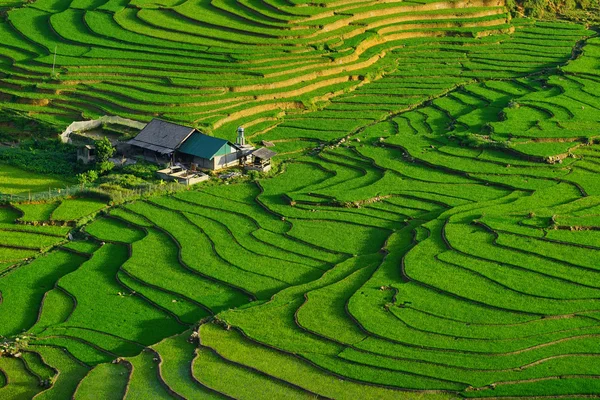 Campos de arroz em terraços na estação chuvosa no SAPA, Lao Cai, Vietnã . — Fotografia de Stock