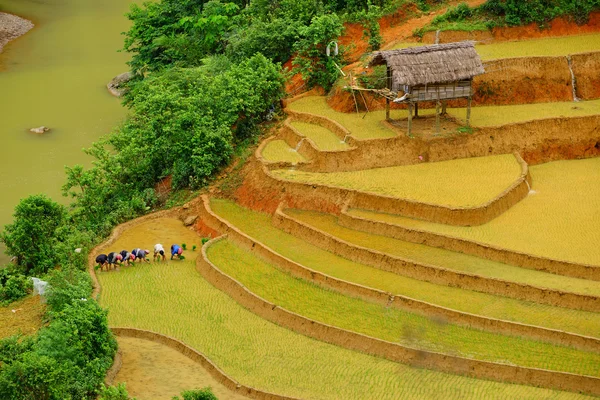 Os agricultores não identificados fazem trabalho agrícola em seus campos em 11 de junho de 2015 em Mu Cang Chai, Yen Bai, Vietnã . — Fotografia de Stock