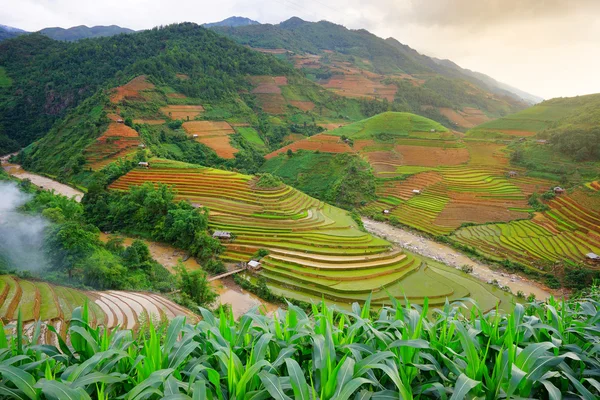 Rice fields on terrace in rainy season at Mu Cang Chai, Yen Bai, Vietnam. — Stockfoto