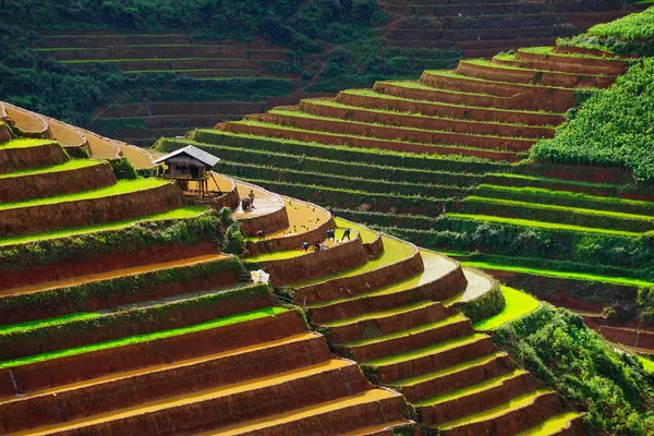 The unidentified farmers do agriculture job on their fields on June 11, 2015 in Mu Cang Chai, Yen Bai, Vietnam.