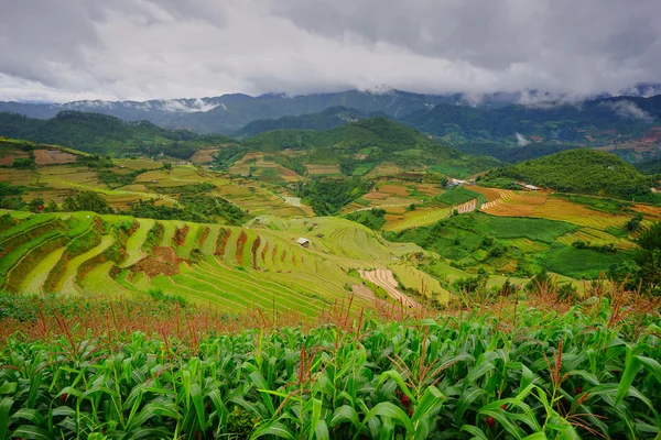 Rice fields on terrace in rainy season at Mu Cang Chai, Yen Bai, Vietnam. — Stock Photo, Image