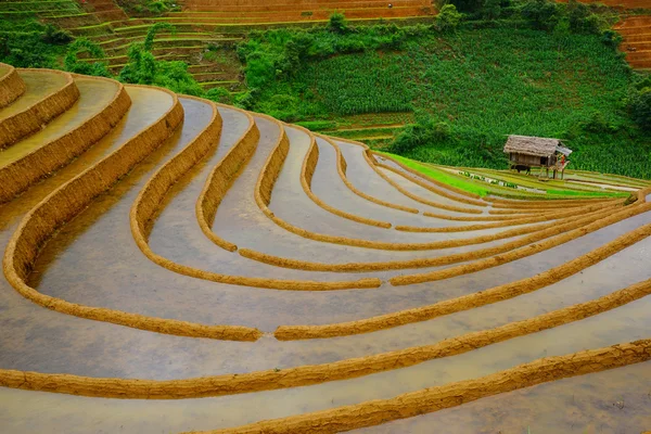 Rice fields on terrace in rainy season at Mu Cang Chai, Yen Bai, Vietnam. — ストック写真