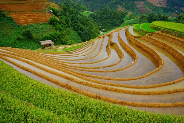 Campos de arroz no terraço na estação chuvosa em Mu Cang Chai, Yen Bai, Vietnã . — Fotografia de Stock