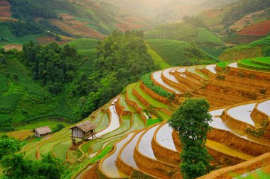 Yağmur mevsiminde Mu Cang Chai, Yen Bai, Vietnam 'da pirinç tarlaları terasta..