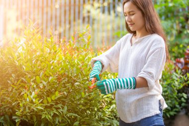 Asyalı kadın şeftali ağacının dallarını budama makası, hobiler ve boş vakitler, ev bahçe işleri ile kesiyor..