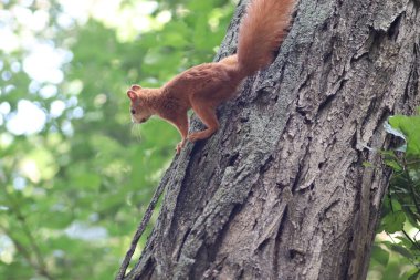 Sonbaharda yeşil yaprakların altındaki ağaçta kırmızı sincap parkta yürüyor.