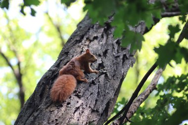 Sonbaharda yeşil yaprakların altındaki ağaçta kırmızı sincap parkta yürüyor.