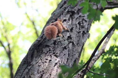 Sonbaharda yeşil yaprakların altındaki ağaçta kırmızı sincap parkta yürüyor.