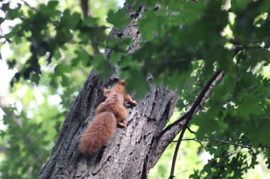 Sonbaharda yeşil yaprakların altındaki ağaçta kırmızı sincap parkta yürüyor.